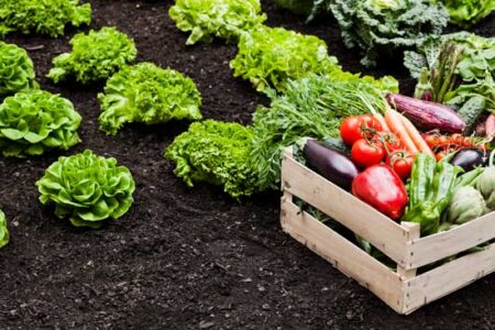 Plan a Low-Cost Vegetable Garden Image